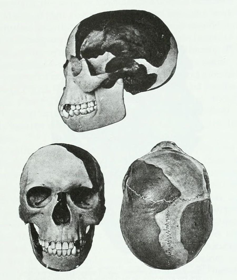 Three views of the reconstruction of the "Piltdown Man" by James H. McGregor original text: Three views of the Piltdown skull as reconstructed by J. H. McGregor, 1915